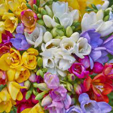 Frezia Plnokveta Zmes Farieb Freesia Refracta Predaj Cibuľovin Flores Bonitas Flores Artesanias De Tela