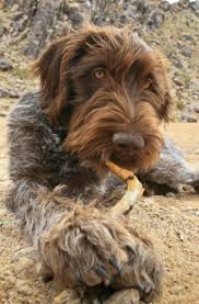 Your wirehaired pointing griffon puppies for sale australia images are ready. Wirehaired Pointing Griffon Vs Lagotto Romagnolo Breed Comparison