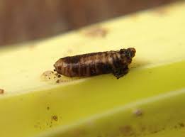 Image result for phytomyza gymnostoma