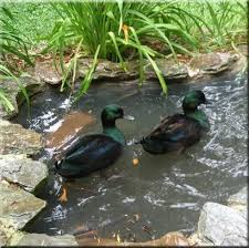 Black And Yellow Duckling Pair Of Black East Indies Duck Ducks Domestic Black East Indie Ducks East Indies Duck House Nature Birds