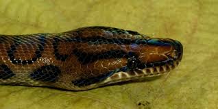 An analogy is a black asphalt road after rain. Brazilian Rainbow Boa Smithsonian S National Zoo