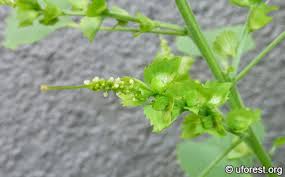 Image result for Acalypha ciliata