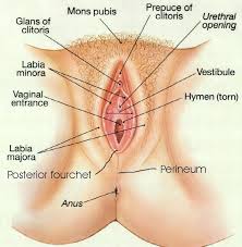 The female part, for venting and leakage of glue when filling the void with glue, distinguished in that blocking part (19) which can be moved in relation to the female part (13) between an idle position. Female Pelvis Parts Anatomy Diagram