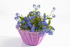 Is a clear cut option and the best flower delivery in toronto. Potted Plant Of Forget Me Not Flowers On White Background Stockphoto