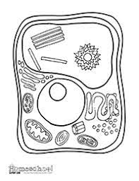 Check spelling or type a new query. Cell Coloring Page The Crafty Classroom