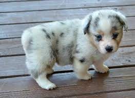 Look at pictures of corgi puppies in illinois who need a home. Pembroke Welsh Corgi Puppies For Sale In Carlinville Illinois Classified Americanlisted Com