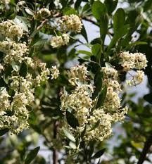 Image result for Putterlickia