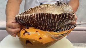 Image result for Mitrasacmopsis