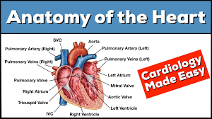 ⇒ click on the diagram to show / hide labels. Heart Anatomy Labeled Diagram Structures Blood Flow Function Of Cardiac System Ezmed