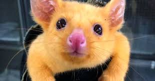 From raising baby animals by donna roell, oaao trustee. Australian Veterinary Clinic Rescues A Rare Golden Possum People Say They Just Caught A Pikachu Bored Panda