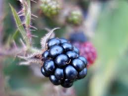 Image result for Rubus chapmanianus