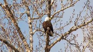 It has been brought to our attention that imposters are attempting to solicit money from eagles fans on social media, in the name of a charity which does not exist. 6miyqicel0tocm