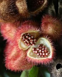 Image result for Bixa orellana