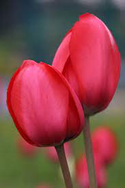 Tulipes En Pleine Gloire Pansies Flowers Tulip Flower Pictures Wonderful Flowers