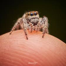 Image result for Chrysochloa hubbardiana