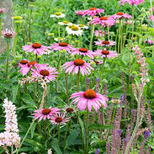'ruby star' forms a tall, narrow upright profile in the garden that is perfect for the middle or back of any garden that grows in full sun. Coneflower Ruby Star Echinacea Purpurea Seeds Select Seeds