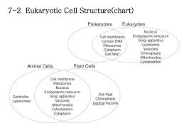Chapter 7 Cell Structure And Function Ppt Download