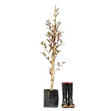 Image result for Combretum kraussii