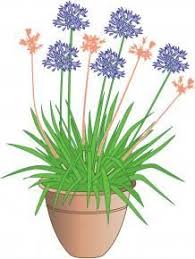 Agapanthus Uberwintern Die Besten Tipps Kubelpflanzen Winterfest Machen Blumen Im Blumentopf