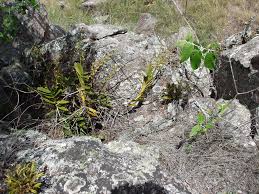 Image result for Platycoryne pervillei