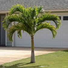 Area ini seringnya hanya diisi dengan tanah sebagai ground cover dan satu buah pohon besar. 10 Jenis Pohon Peneduh Rumah Flokq Coliving Jakarta Blog