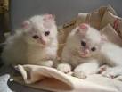 American Curls for Sale | Cats on Oodle Classifieds