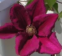 Check spelling or type a new query. Cardinal Wyszynski Clematis 1 Gallon With Trellis Vines Clematis All Gardener Direct