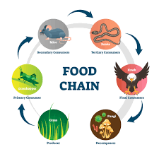 Plants use the sun and nutrients from the soil. Explain The Difference Between Food Chain And Food Web Bitwise Academy