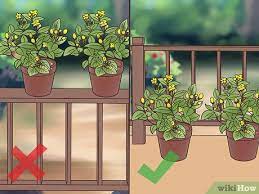 Check spelling or type a new query. How To Manage A Balcony Garden 12 Steps With Pictures Wikihow