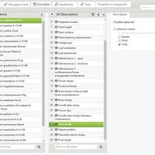 Image result for Thesium whyteanum