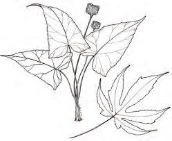 Image result for Buchnera longispicata