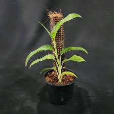 Image result for Laggera gracilis