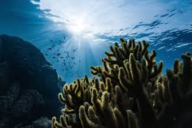 Coral Reef Restoration Projects Are Not A Long Term Solution To Biodiversity Loss In 2020 Ocean Pictures Ocean Wallpaper Oceans Of The World