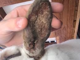 Image result for scabies rabbits ears