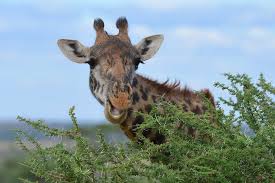 What Sound Does A Giraffe Make You Re In For A Beautiful Surprise Giraffe Feeding Giraffe African Animals