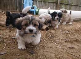 Black And White Havanese Puppy Names Our Black White Tuxedo Lhasa Apso Cupcake And Our Chocolate Tuxedo Havanese Jolly Jeep Have Beautiful Havaapso Pup Lhasa Apso Puppies Lhasa Apso Puppies