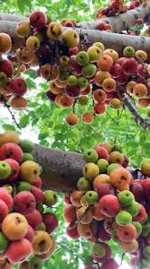 Nice And Delicious Fruit Website Has Information Introduction Video In 2020 Ficus Beautiful Fruits Fruit