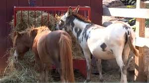 Snyder's farm's u pick consists of gmo free strawberries in may/june, blueberries and veggies in june/july. Kids Break Into Farm And Abuse Petting Zoo Animals Owners Find Out On Social Media Abc News