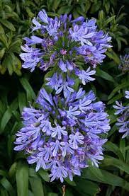They make colourful container plants for sunny patios and are ideal for pockets in a rockery or retaining wall. 24 Winter Gardens In South Africa Ideas Winter Garden Plants Flower Bed Plants