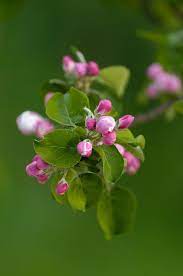 Apple Blossom Apple Flowers Apple Blossom Blossom Flower