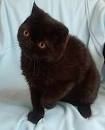 Exotic Shorthair Cat Breeders Websites - KittySites.Com