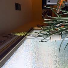 Image result for Aloe ballii