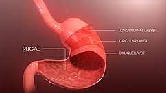 Gastrointestinal Wall Wikipedia