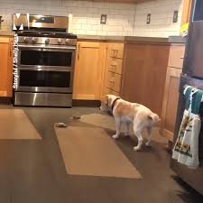 Quartzize is professionally installed, with all the rubbish removed and your kitchen fully functional within a day, with little or no mess. Metro Beagle Will Never Give Up Trying To Get On Kitchen Counter Facebook