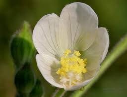 Image result for Hibiscus lobatus