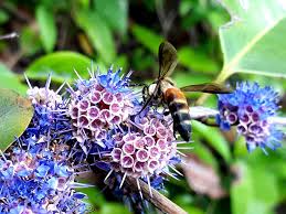 Image result for Memecylon