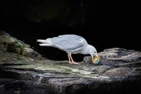 Birds That Don T Fly 94 Glaucous Gulls Are Predatory And Will Raid The Nesting Colonies Of Other Birds To Pick Off Eggs And Chicks They Are Known To Fly Above Foxes O With Images Birds Prey