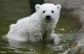 Pin On Baby Polar Bears