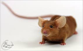 Pretty Pumpkin By Banzzaii On Deviantart Pet Mice Cute Rats Cute Animals