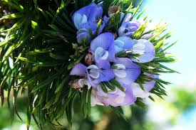 Image result for Psoralea arborea